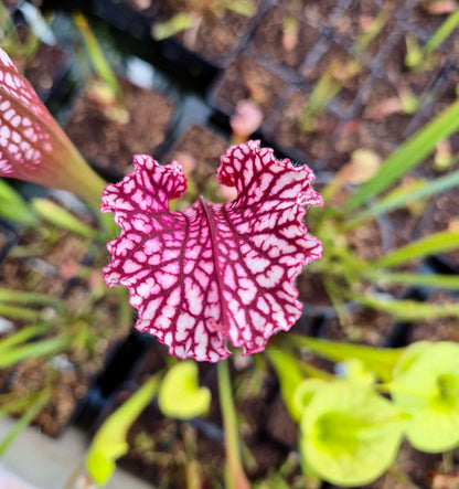 Sarracenia leucophylla "Bubble Gum" CDS69 dans son pot