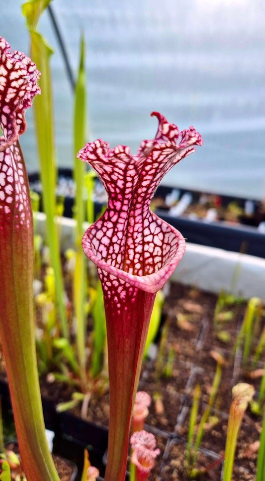Sarracenia leucophylla "Bubble Gum" CDS69 urnes roses