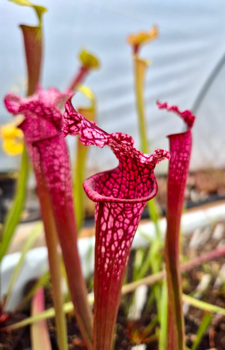 Sarracenia leucophylla "Burgundy" Red & White à la pépinière Carnivore de Sologne