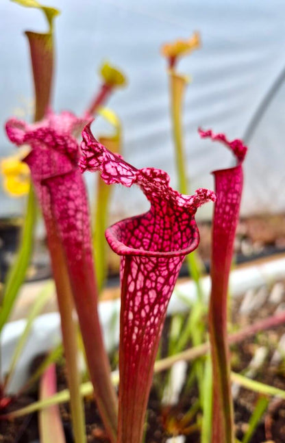 Sarracenia leucophylla "Burgundy" Red & White à la pépinière Carnivore de Sologne