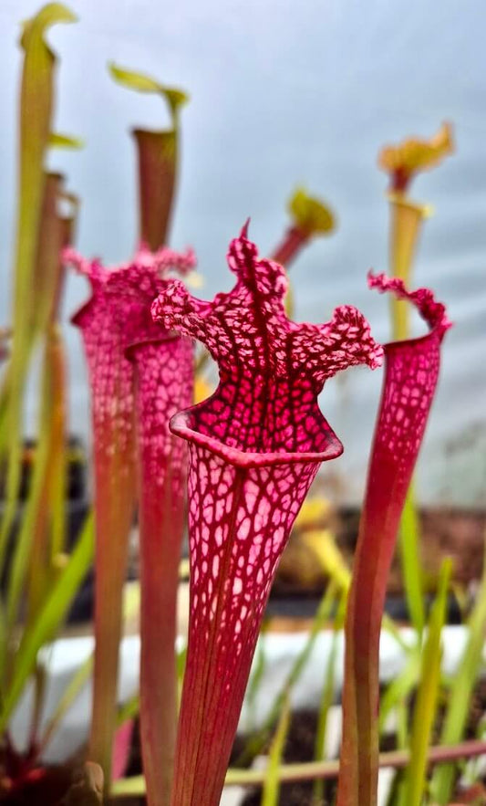 Sarracenia leucophylla "Burgundy" Red & White urnes rouge et blanc