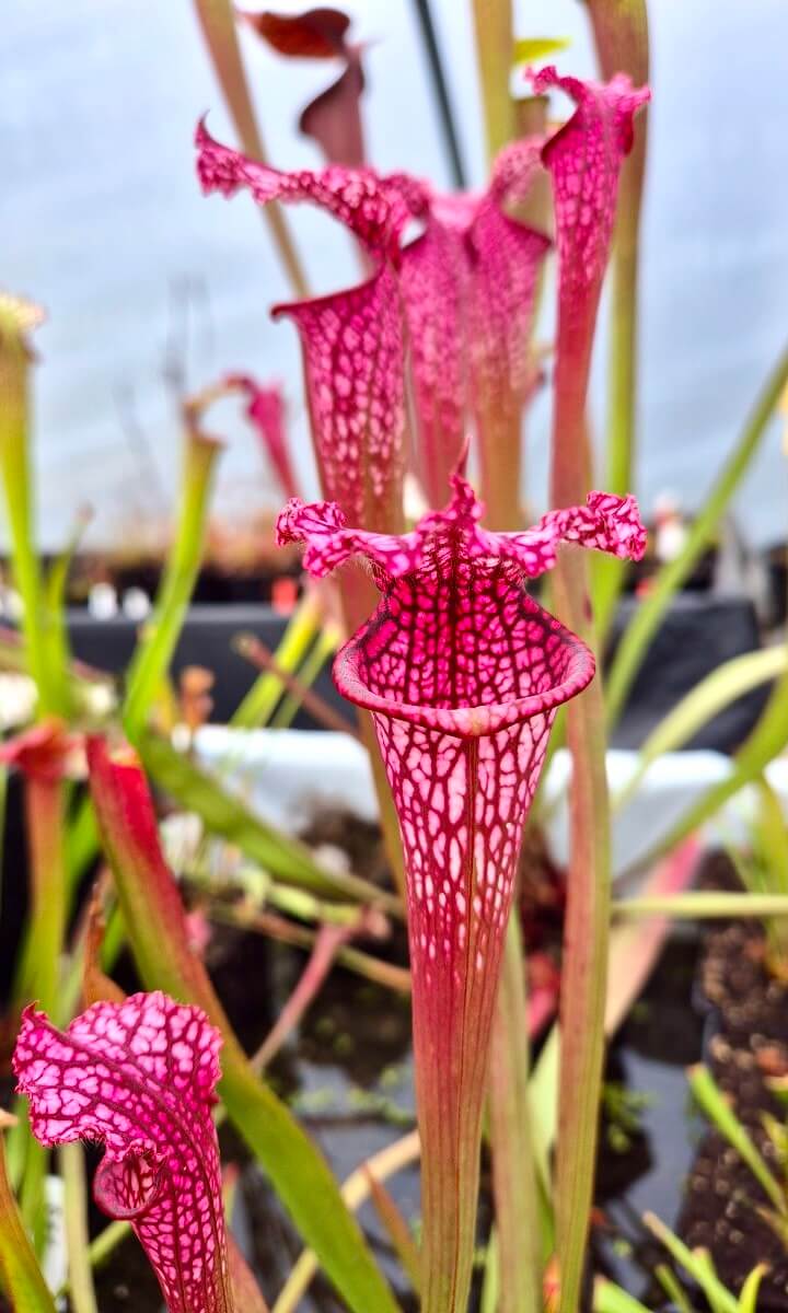 Sarracenia leucophylla "Burgundy" Red & White dans son pot