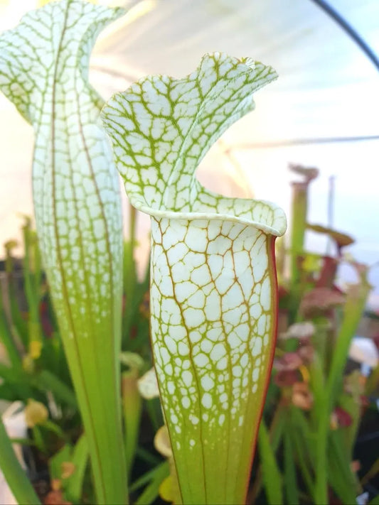 Sarracenia leucophylla var. alba Hurricane Creek White urnes blanches