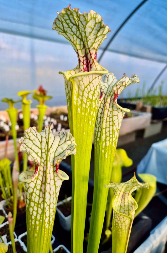 Sarracenia leucophylla x lynda butt CDS55 urnes