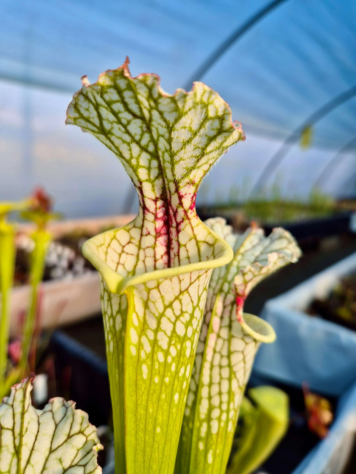 Sarracenia leucophylla x lynda butt CDS55 dans son pot