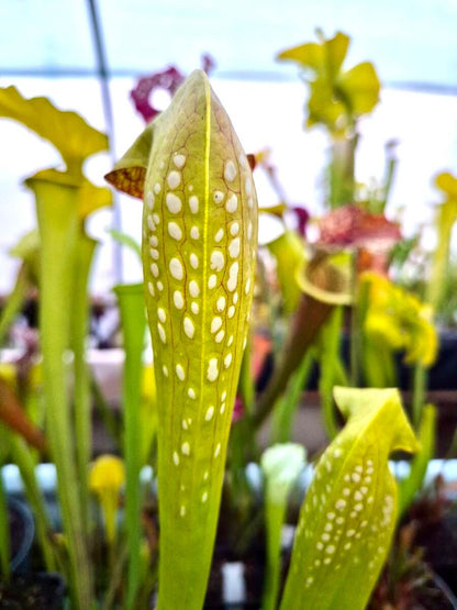 Sarracenia minor var. okefenokeensis, détail du capuchon et des taches translucides blanches