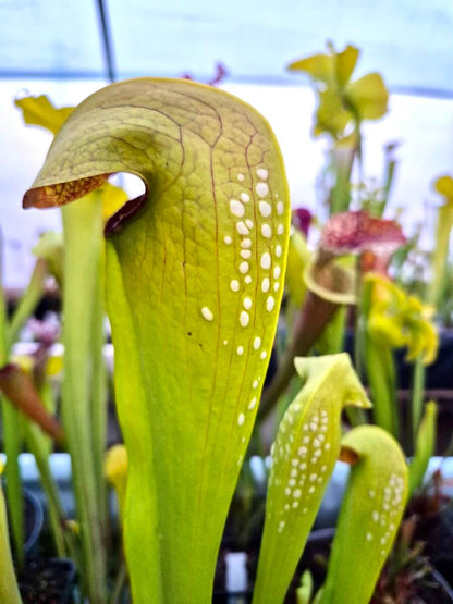 Sarracenia minor var. okefenokeensis, urnes à capuchon perlé, Sarracenia originaire des marais d'Okefenokee