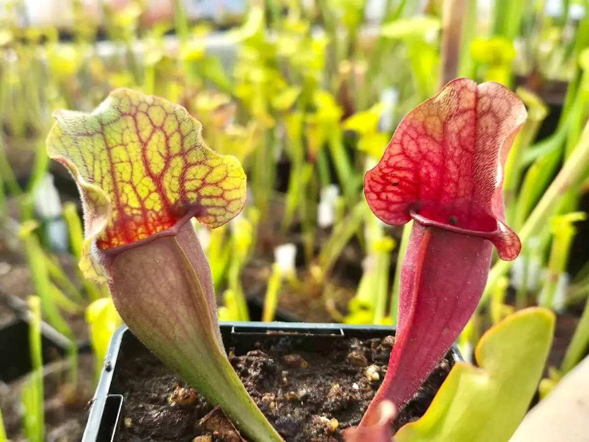 Sarracenia purpurea CDS77 avec ses belles couleurs à la serre