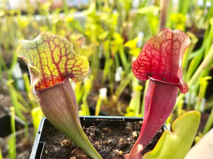 Sarracenia purpurea CDS77 avec ses belles couleurs à la serre