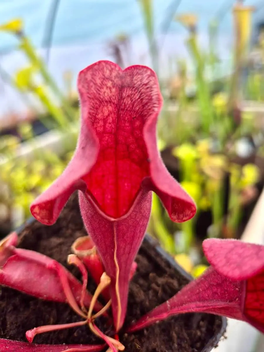 Sarracenia purpurea CDS77 en culture