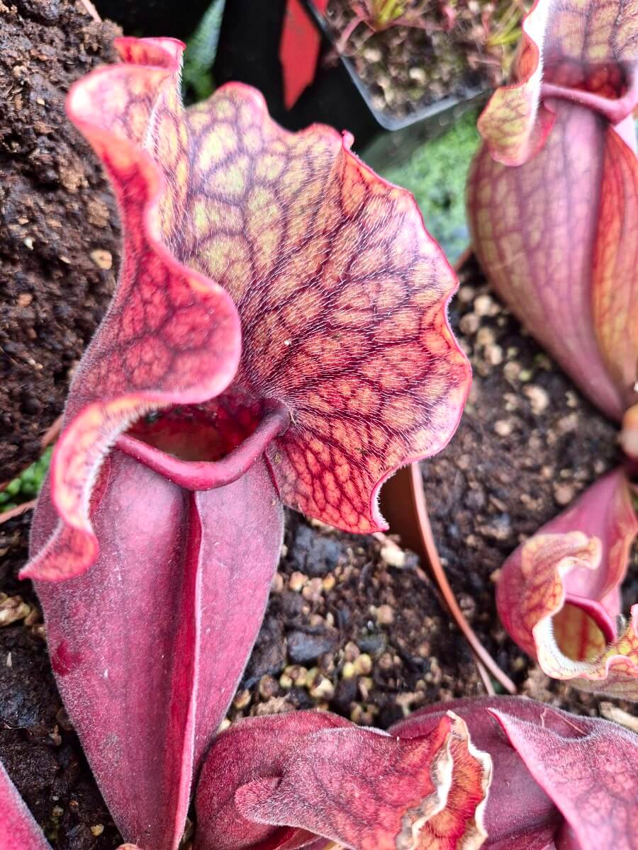Sarracenia purpurea ssp. venosa cultivé en pot, plante carnivore en Sologne