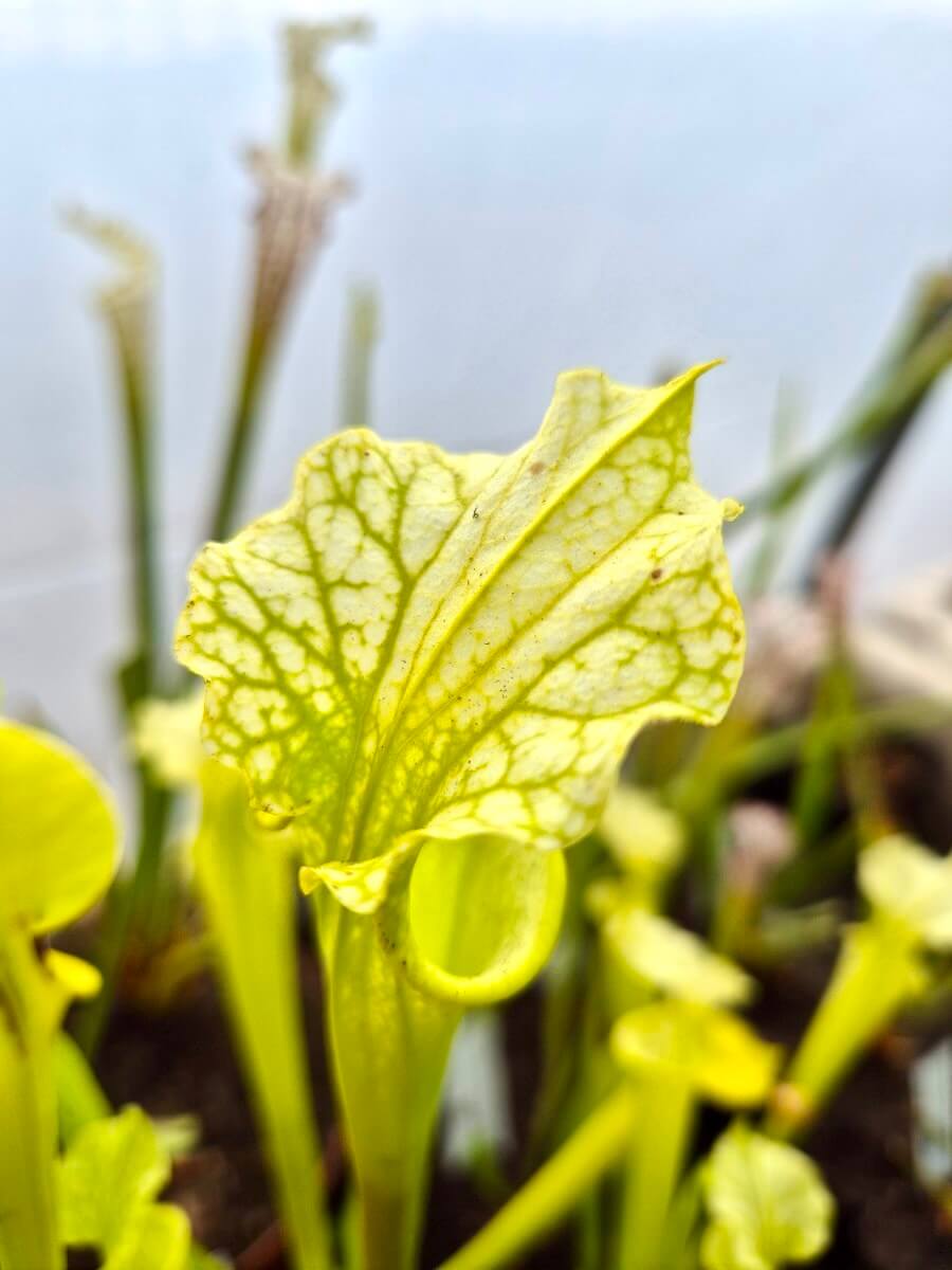 Sarracenia x moorei Anthocyanin Free, urnes vertes sans anthocyane, Sarracenia rare