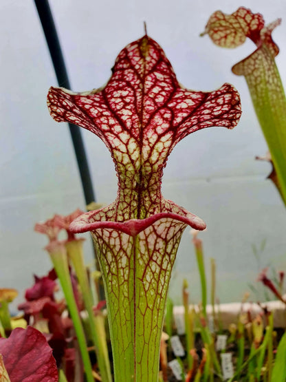 Sarracenia x moorei 'Adrian Slack' MK H113 dans son pot