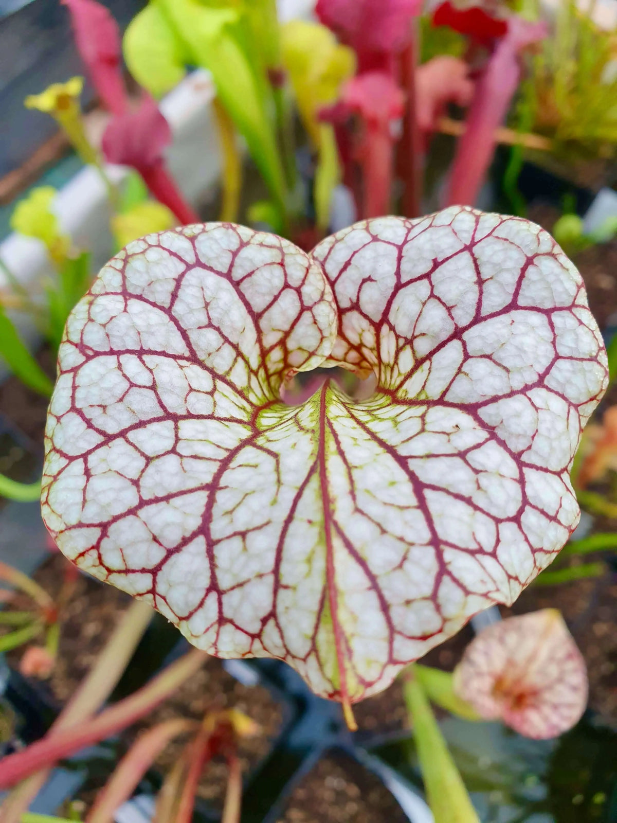 Sarracenia x moorei 'Adrian Slack' MK H113 à la pépinière Carnivore de Sologne