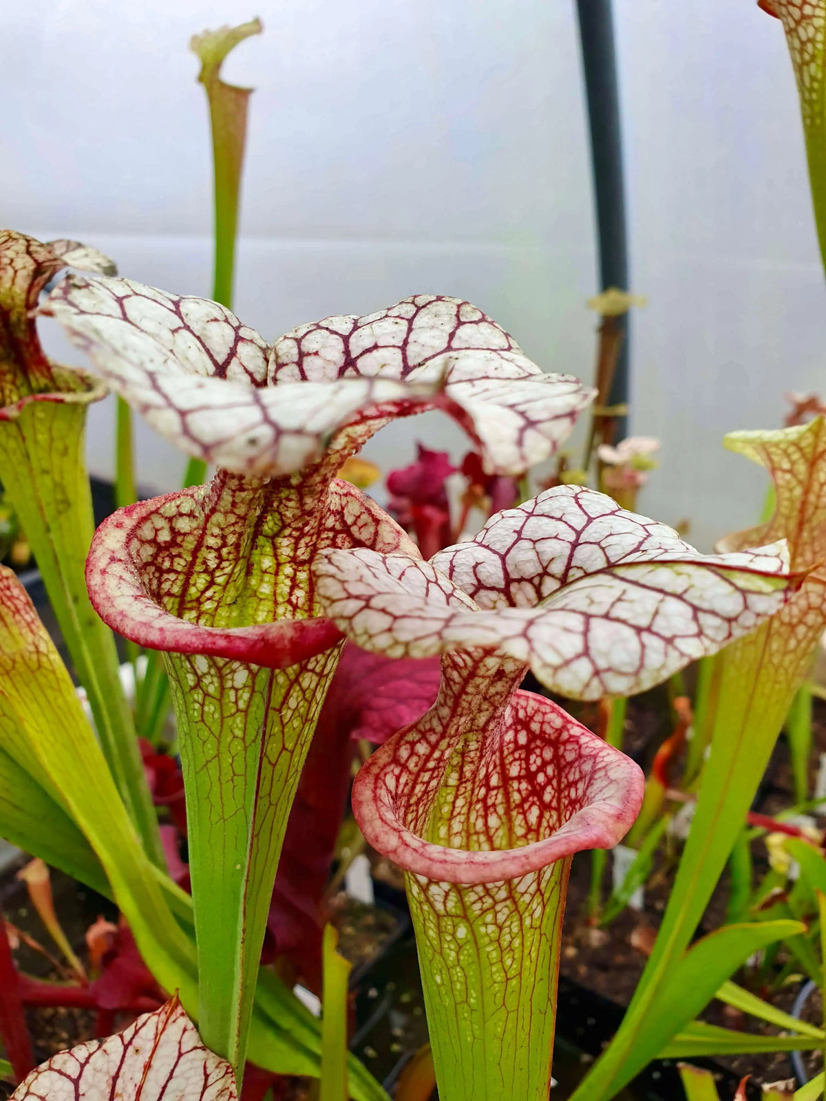 Sarracenia x moorei 'Adrian Slack' MK H113 urnes blanches veinées de rouge