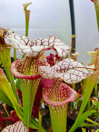 Sarracenia x moorei 'Adrian Slack' MK H113 urnes blanches veinées de rouge