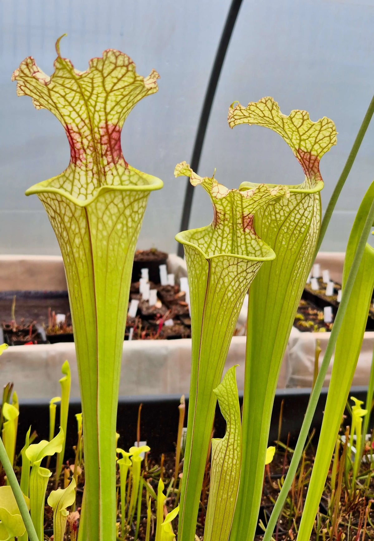 Sarracenia x moorei "Jungle G Blaze" CDS46 à la pépinière Carnivore de Sologne