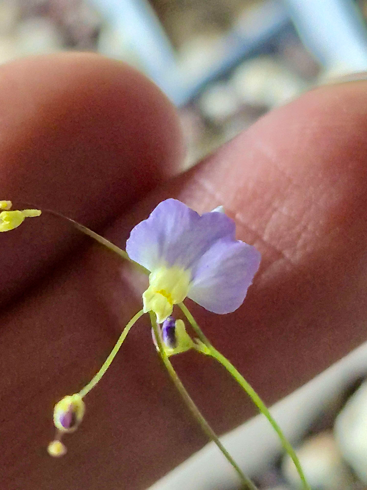 Utricularia Betty's Bay, petites fleurs violettes, plante carnivore