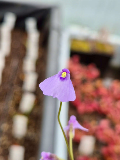 Utricularia dichotoma CARNIVORE DE SOLOGNE