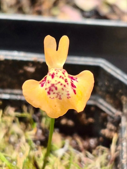 Utricularia fulva CARNIVORE DE SOLOGNE