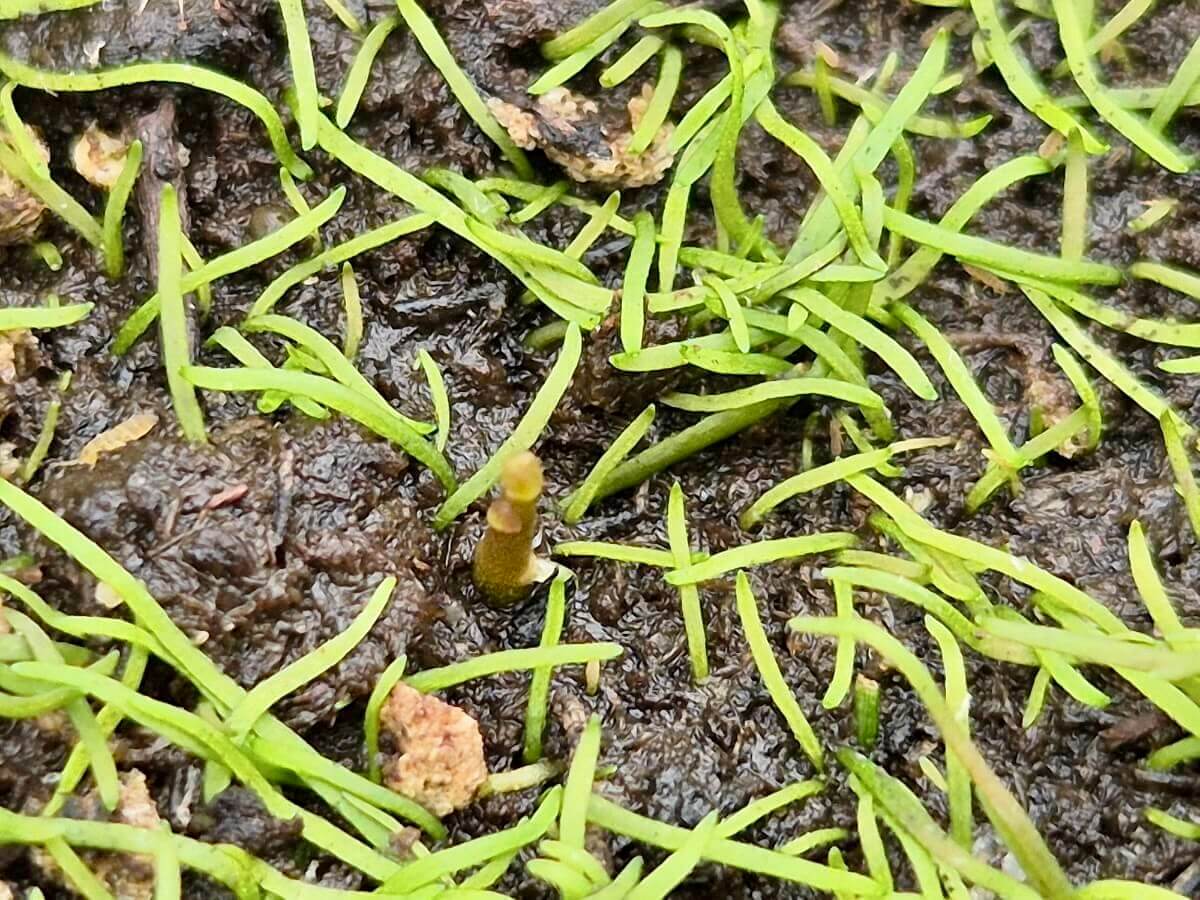 Utricularia fulva