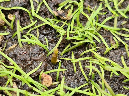 Utricularia fulva