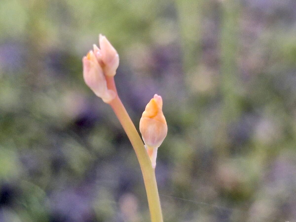 Utricularia fulva