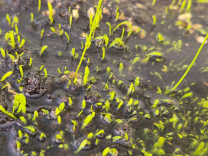 Utricularia warburgii