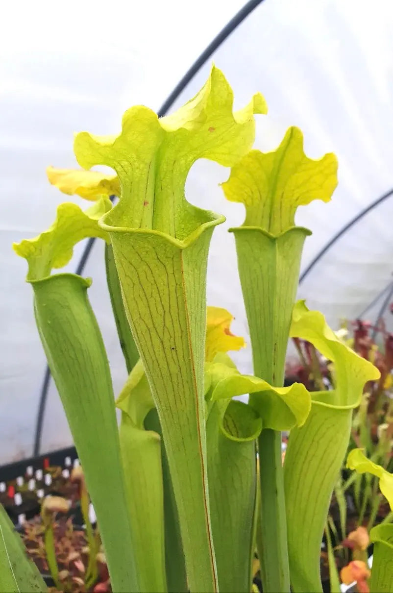 Sarracenia rubra ssp. alabamensis urnes veloutées