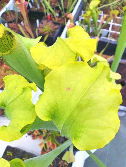 Sarracenia rubra ssp. alabamensis à la pépinière Carnivore de Sologne