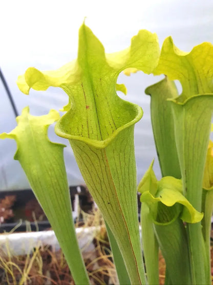 Sarracenia rubra ssp. alabamensis dans son pot