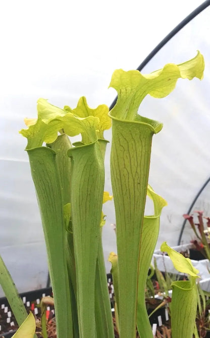 Sarracenia rubra ssp. alabamensis en culture