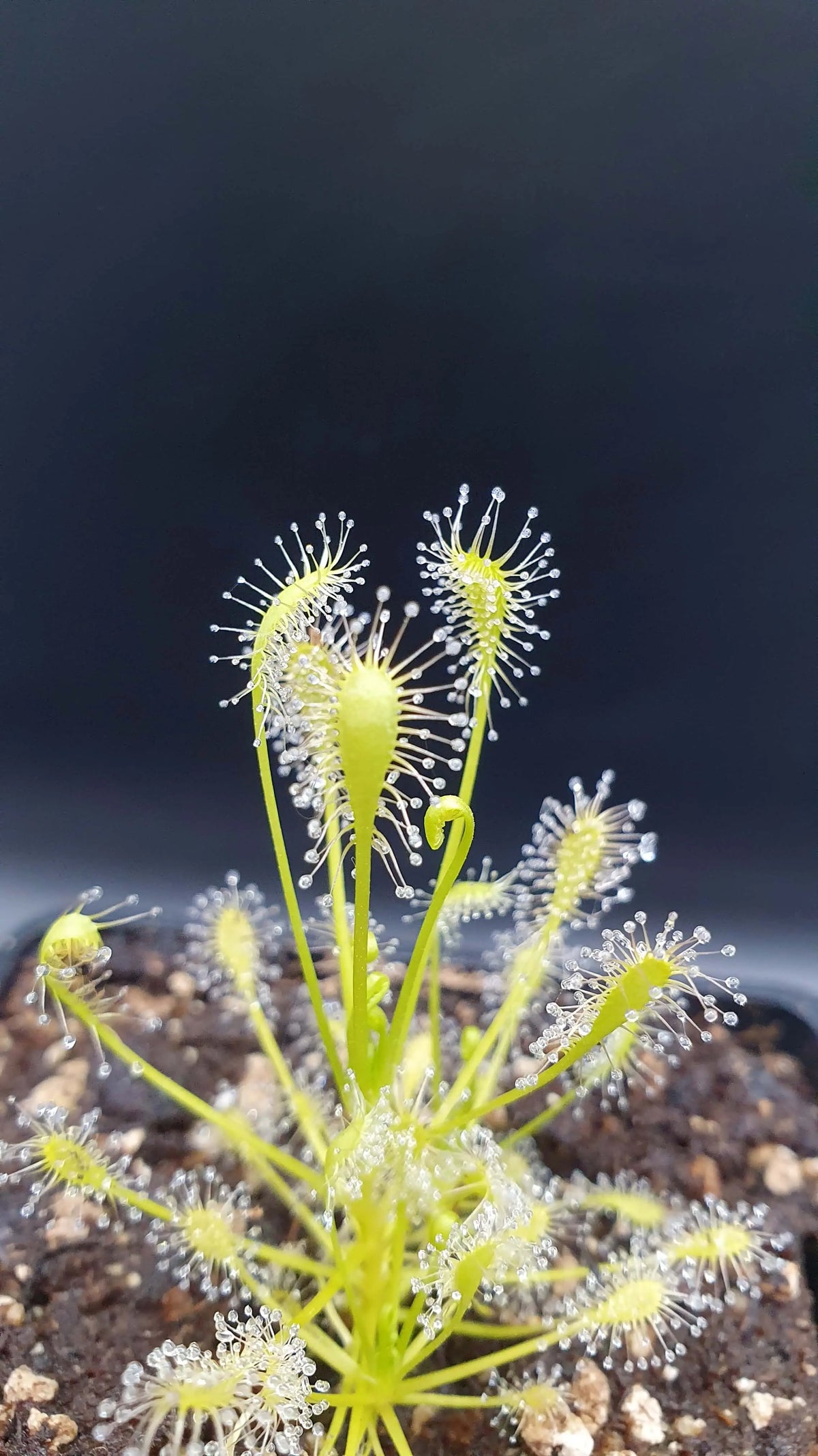 Drosera intermedia "All Green", North Carolina CARNIVORE DE SOLOGNE