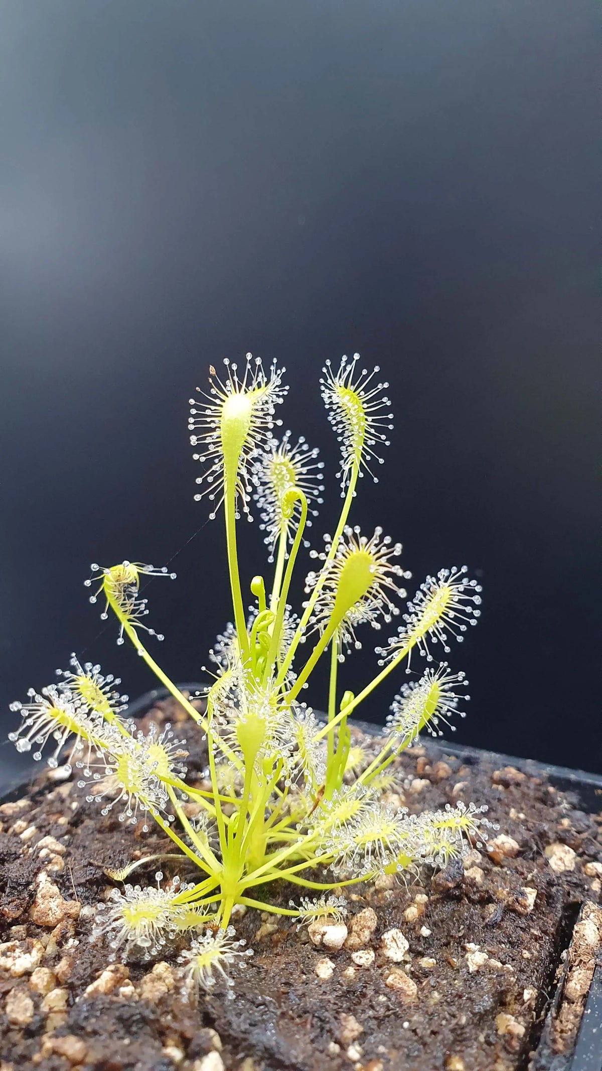 Drosera intermedia "All Green", North Carolina CARNIVORE DE SOLOGNE