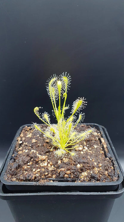 Drosera intermedia "All Green", North Carolina CARNIVORE DE SOLOGNE