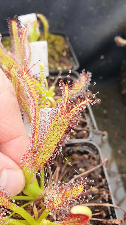 Drosera capensis "Crested" dans son pot