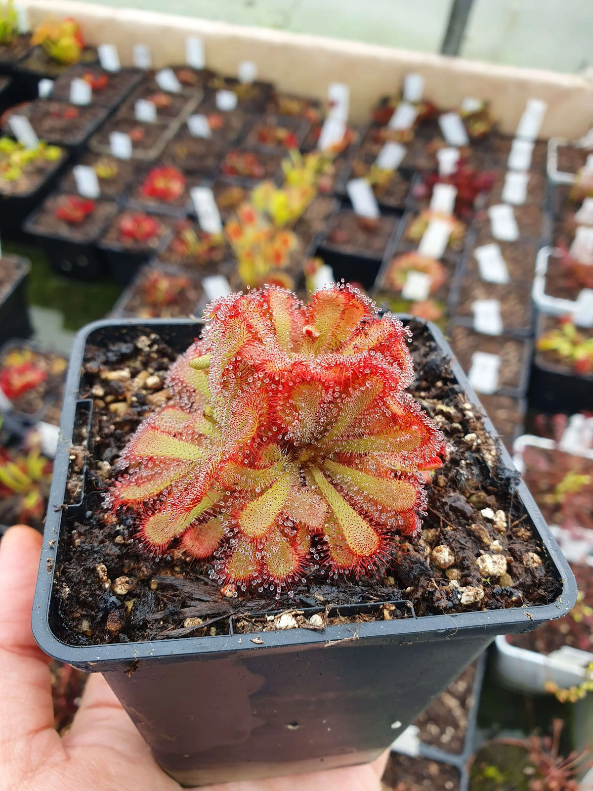 Drosera aliciae CARNIVORE DE SOLOGNE