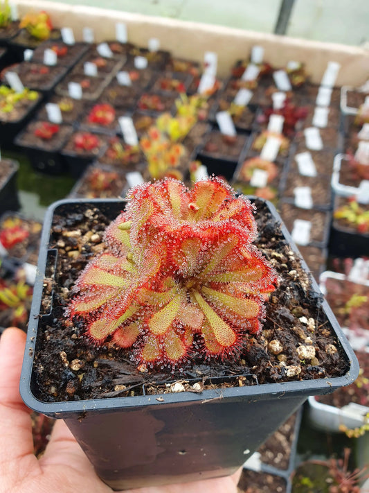 Drosera aliciae CARNIVORE DE SOLOGNE