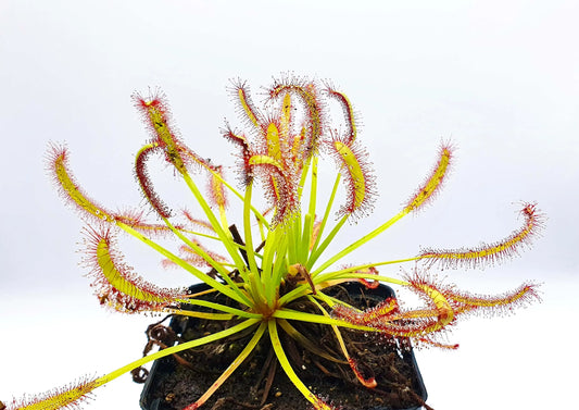 Drosera capensis "Stellenbosch" et ses feuilles tentacules