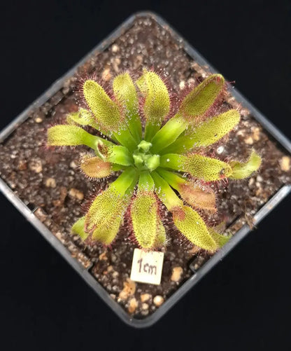 Drosera x 'Hercules' CARNIVORE DE SOLOGNE
