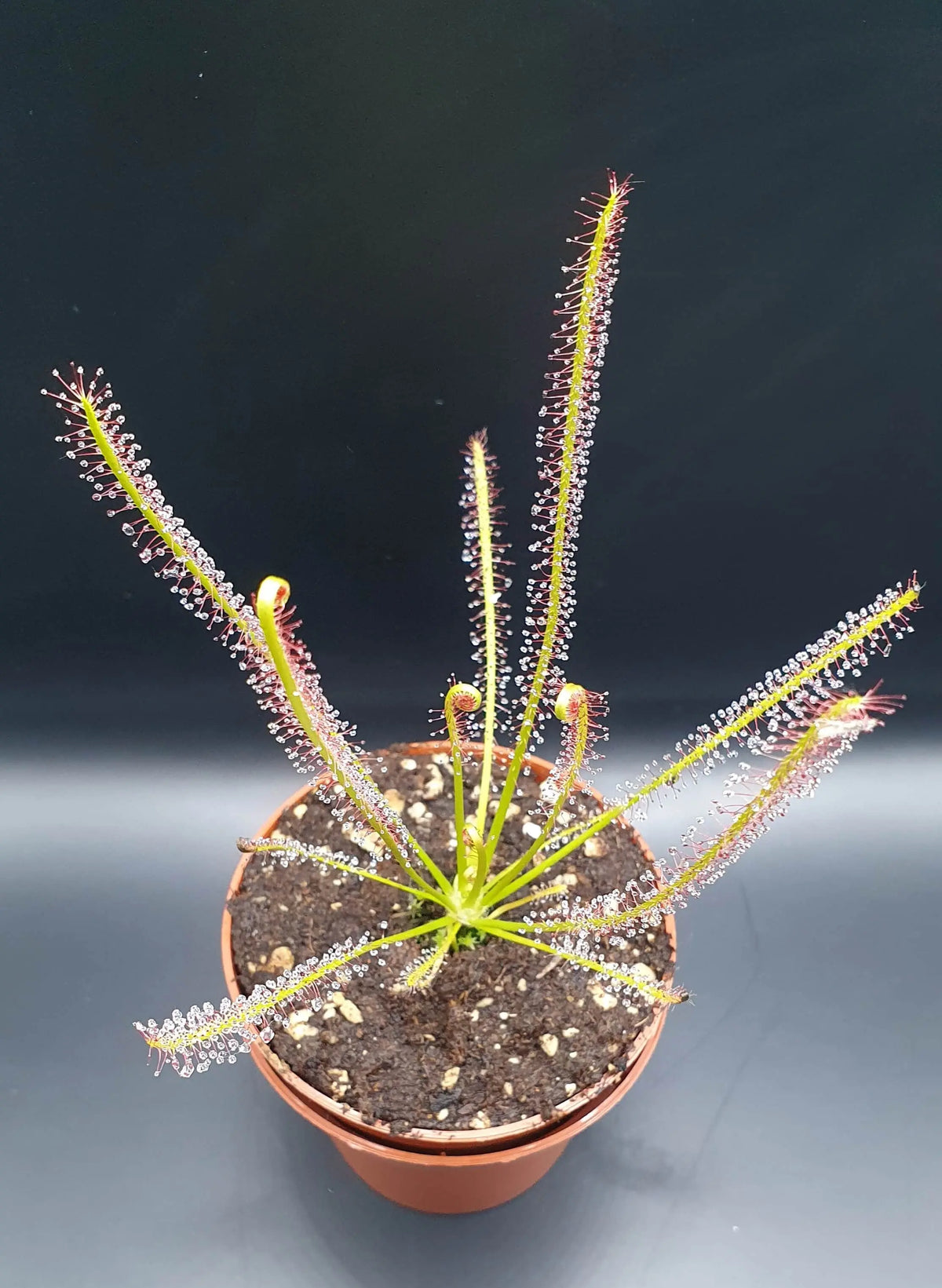Drosera x hybrida à la pépinière Carnivore de Sologne