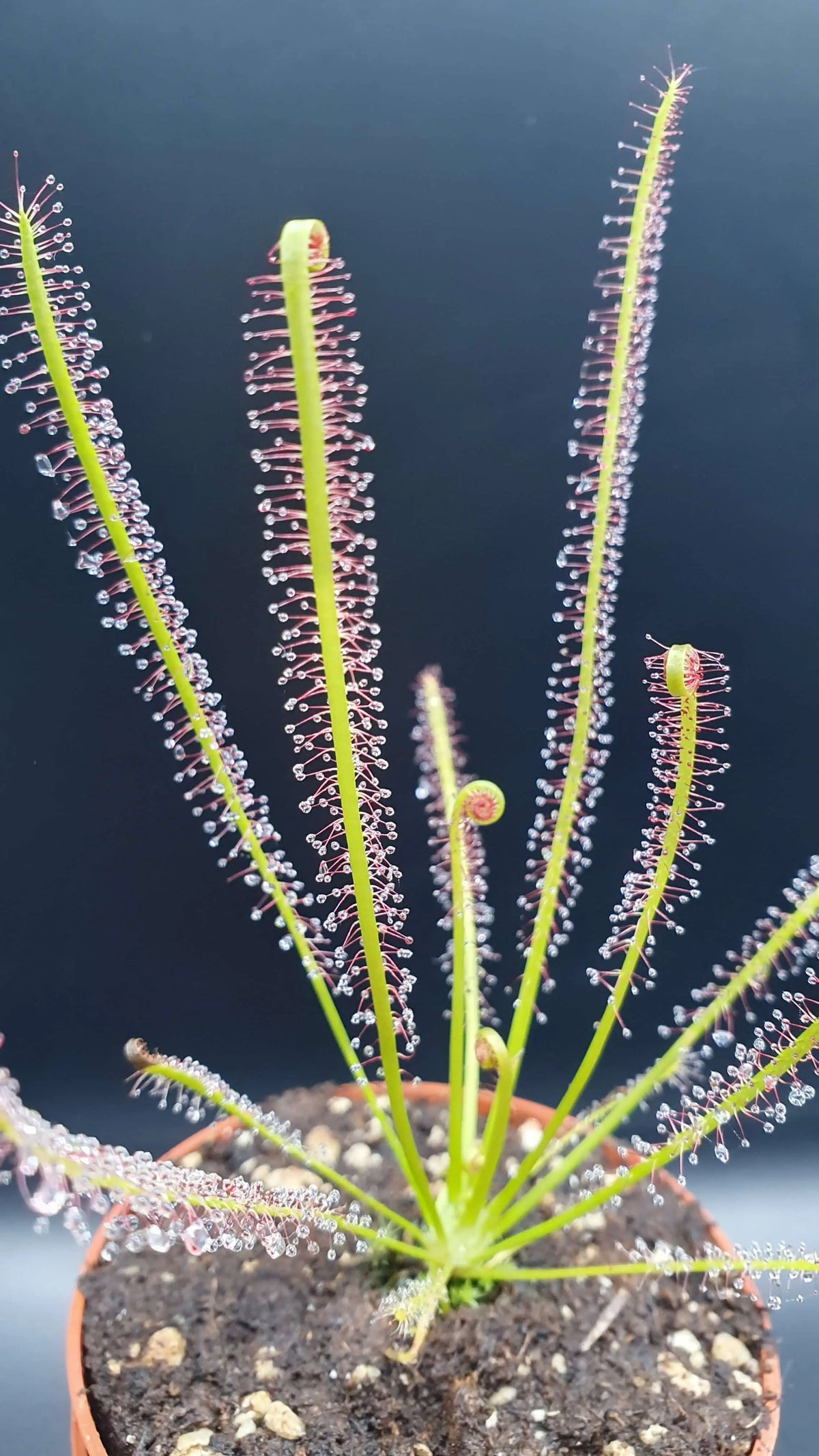 Drosera x hybrida dans son pot
