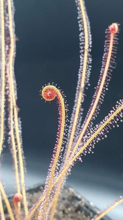 Drosera filiformis "All Red" CARNIVORE DE SOLOGNE