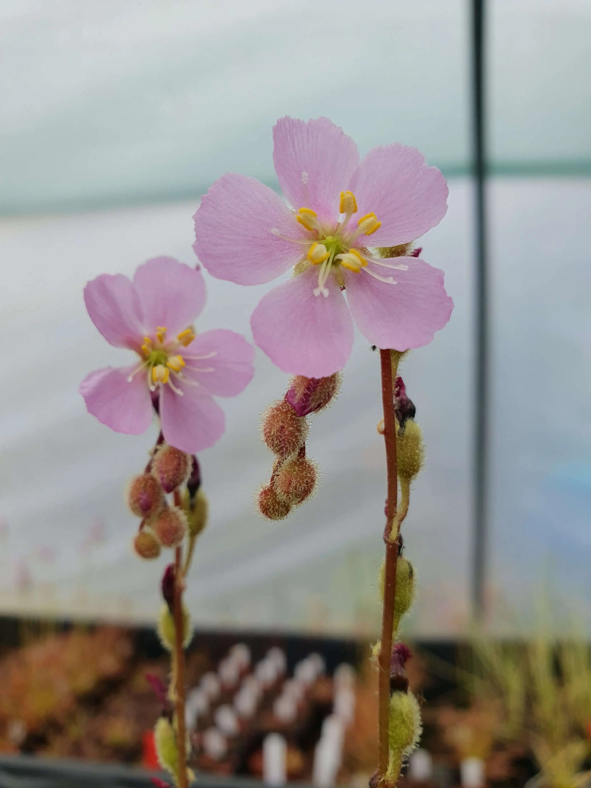 Graines de Drosera filiformis var. tracyi CARNIVORE DE SOLOGNE