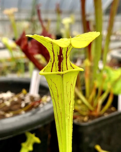 Sarracenia flava grande urne jaune