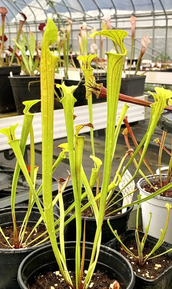 Sarracenia flava dans son pot