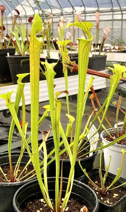 Sarracenia flava dans son pot