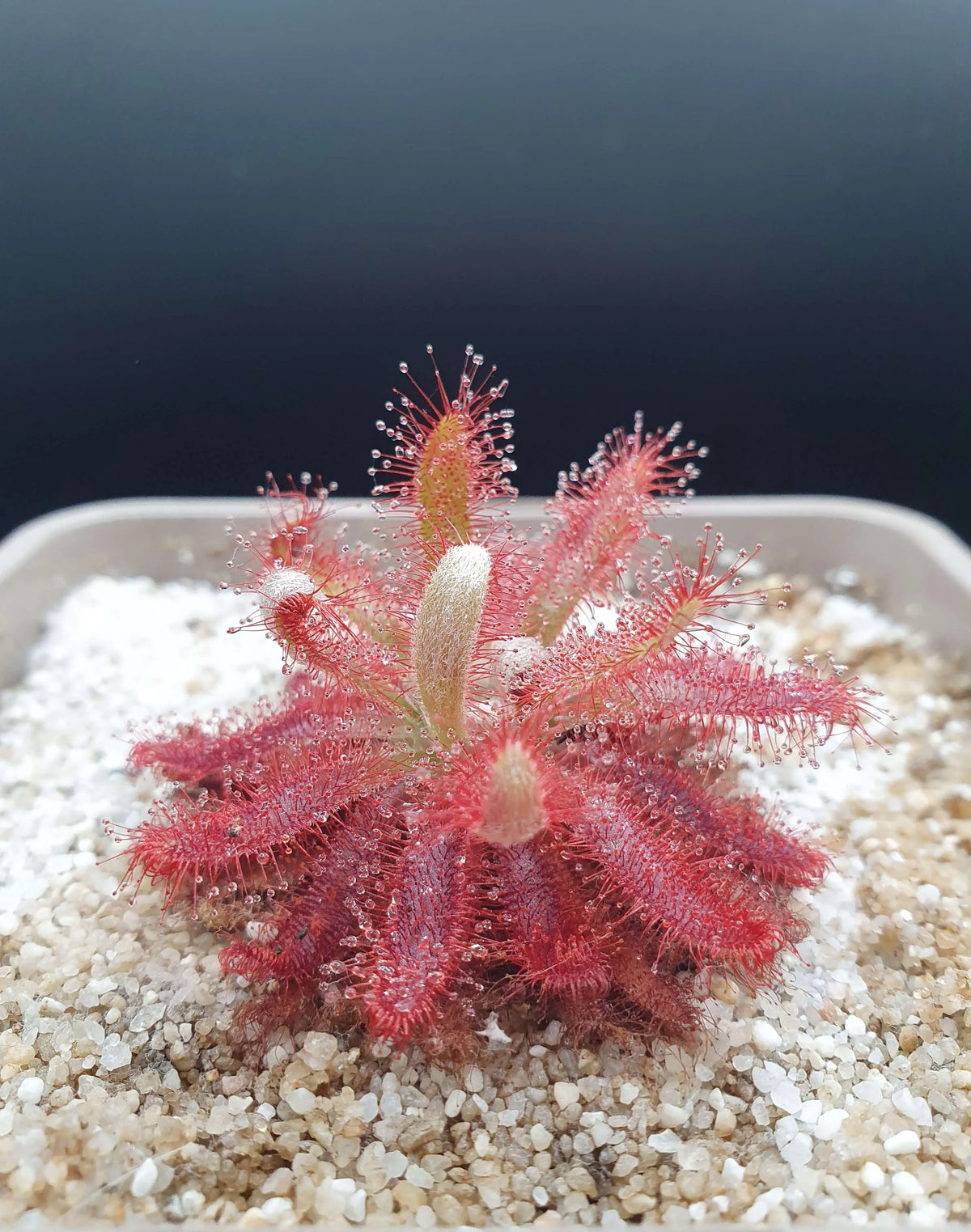 Drosera graomogolensis CARNIVORE DE SOLOGNE