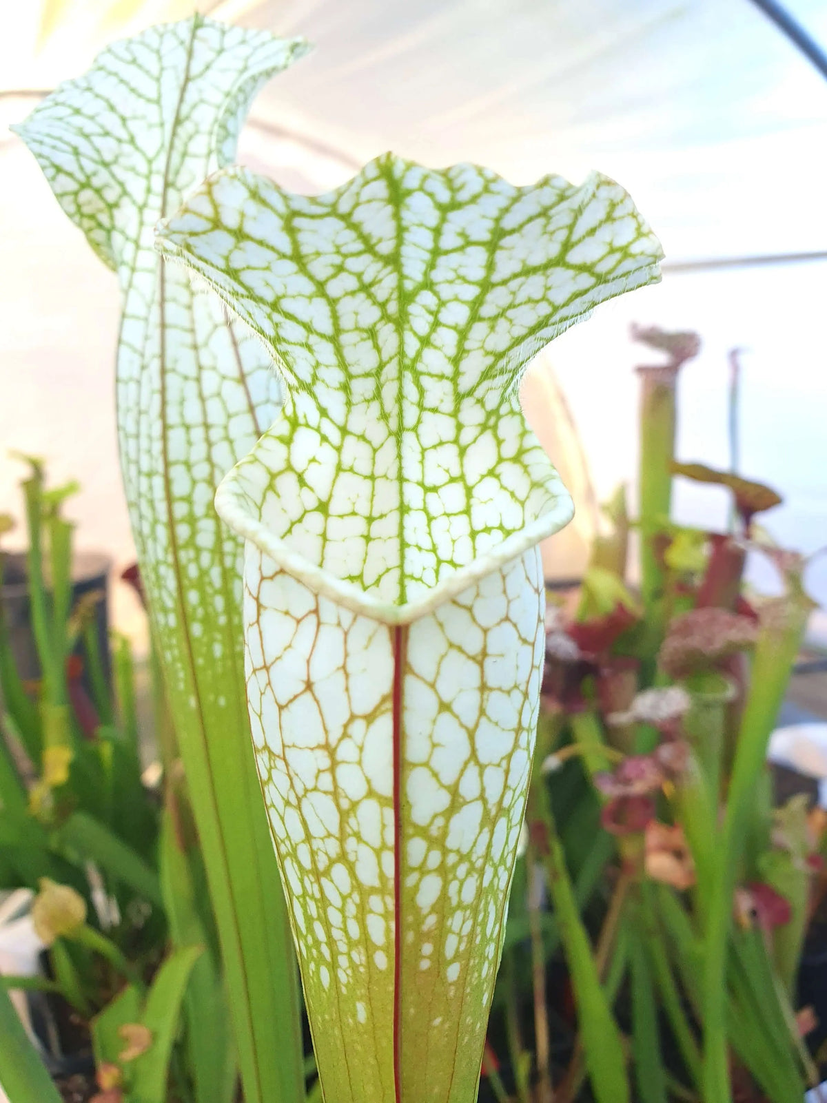 Sarracenia Hurricane Creek White clone F à la pépinière Carnivore de Sologne