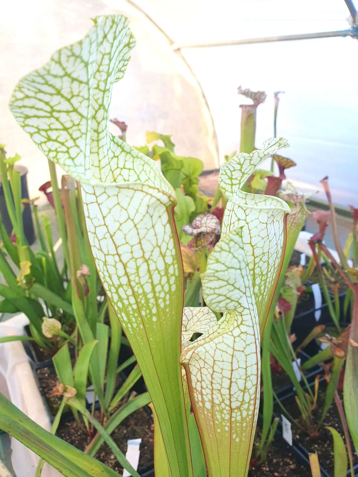 Sarracenia Hurricane Creek White clone F gros plan sur les urnes